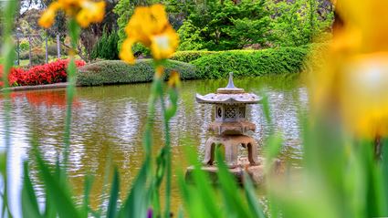 Japanese Garden - Cowra 